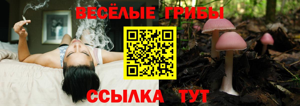 Псилоцибиновые грибы Cubensis Березники